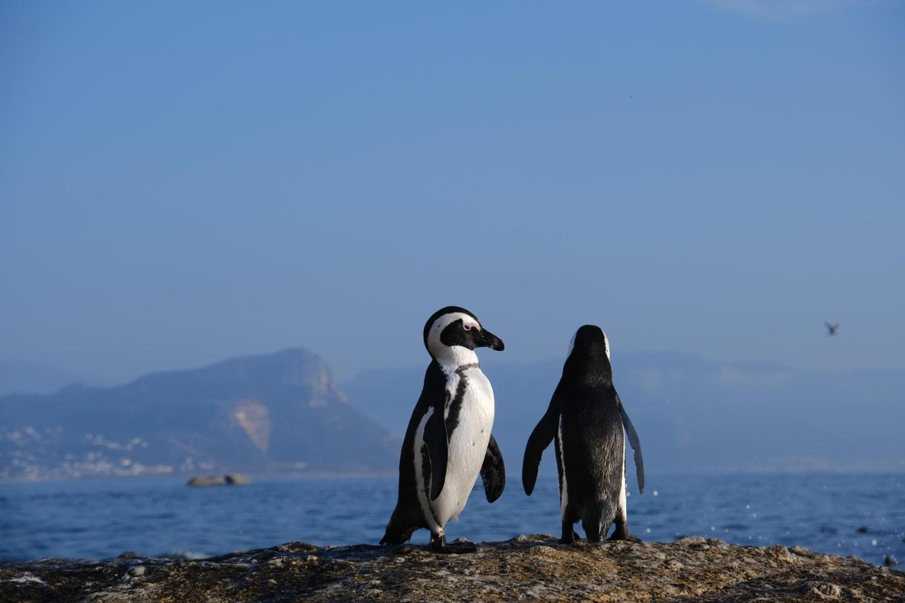 Penguin Haven . Luxury 2 Bedroom, Boulders Beach. Κέιπ Τάουν Εξωτερικό φωτογραφία