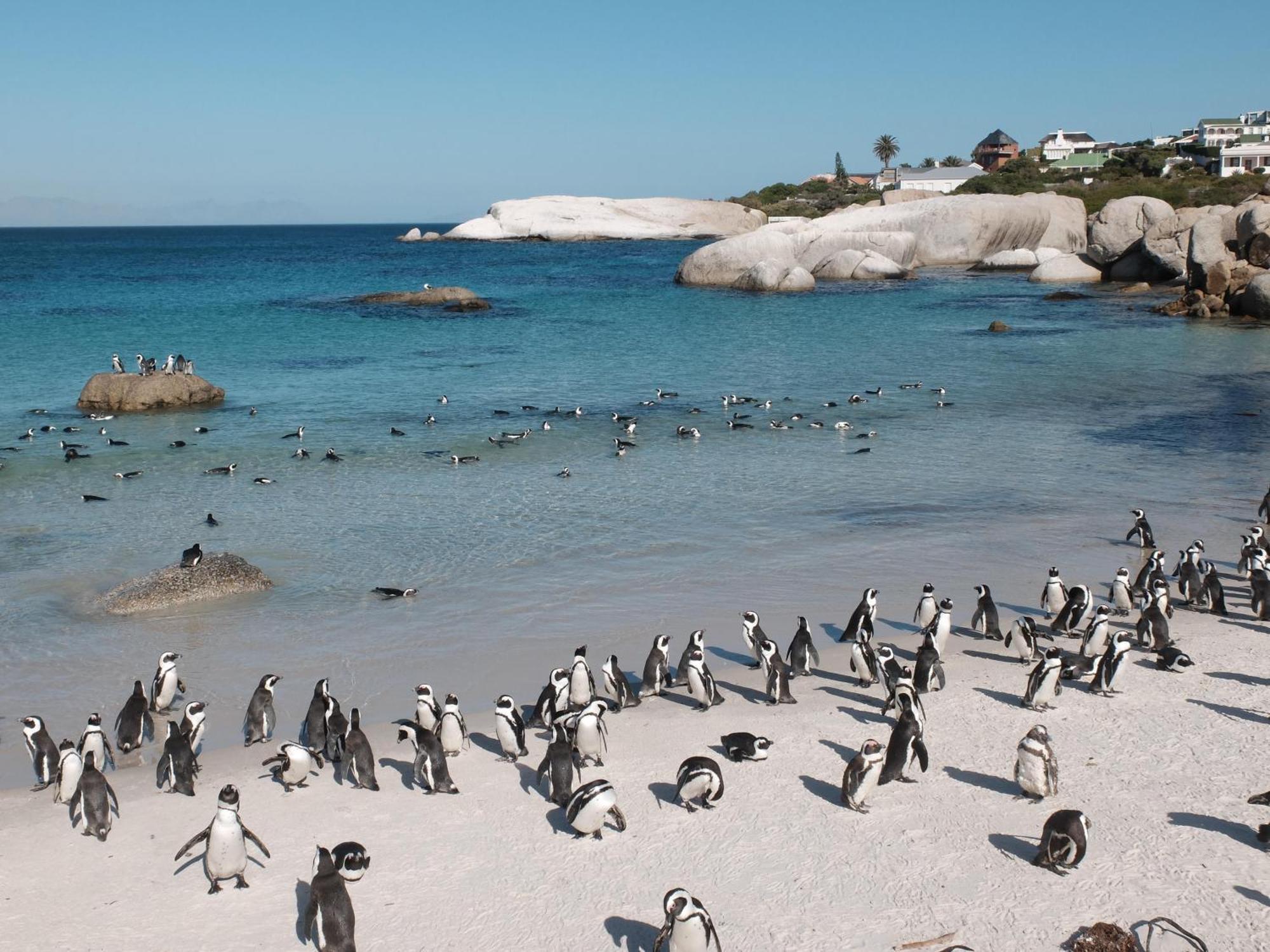 Penguin Haven . Luxury 2 Bedroom, Boulders Beach. Κέιπ Τάουν Εξωτερικό φωτογραφία