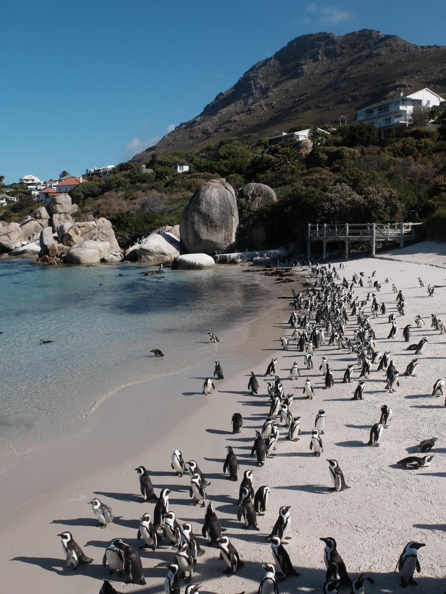 Penguin Haven . Luxury 2 Bedroom, Boulders Beach. Κέιπ Τάουν Εξωτερικό φωτογραφία